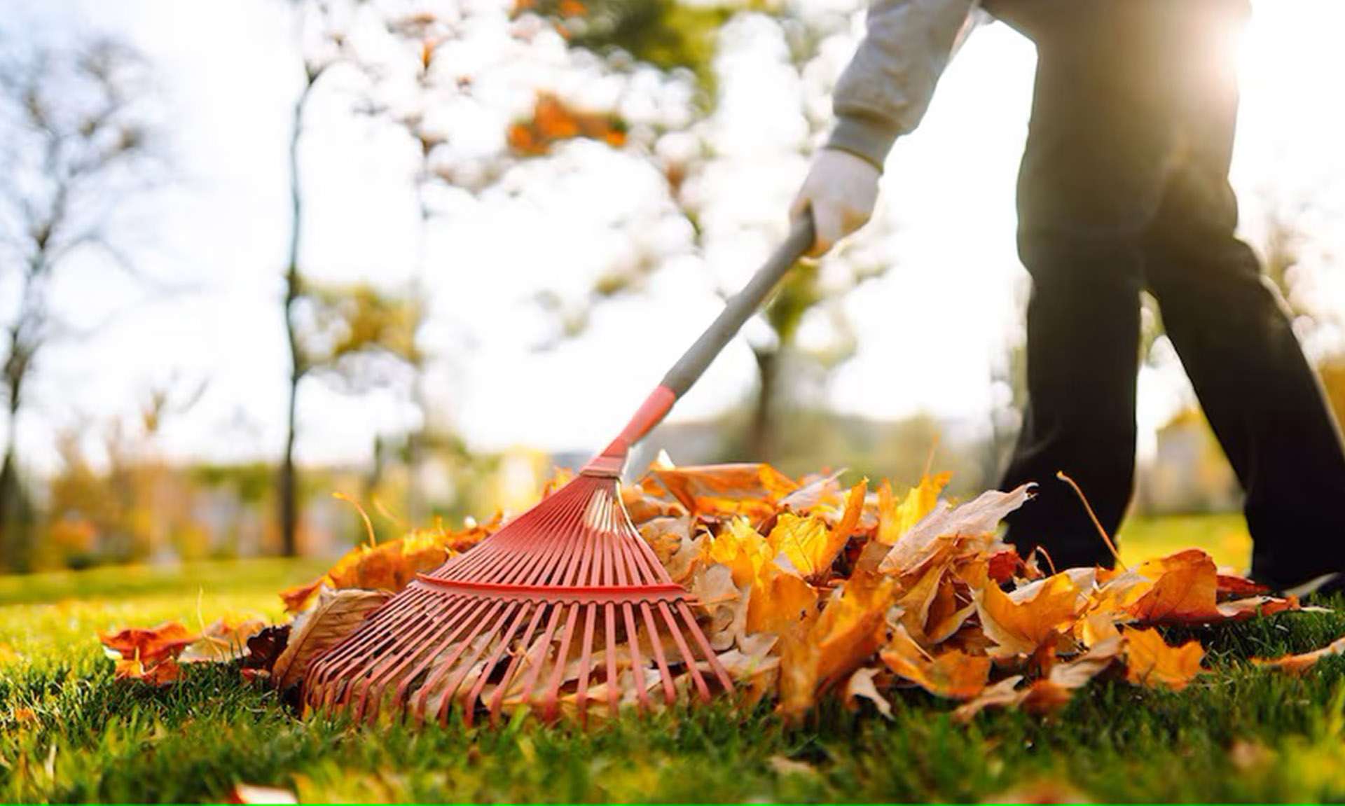 Yard Clean Up